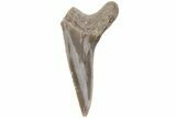 Bargain, Fossil Ginsu Shark (Cretoxyrhina) Tooth - Kansas #219153-1
